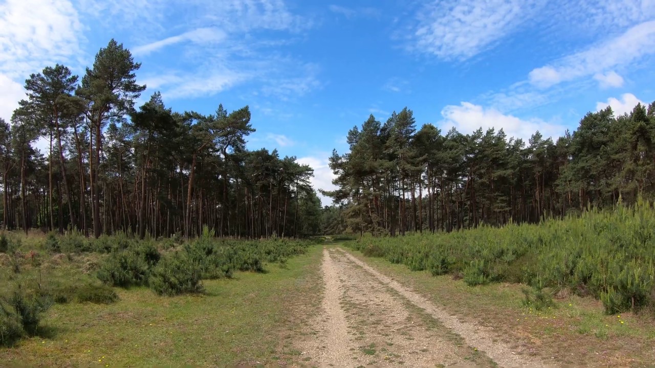 Plimbare prin Brachter Wald Park video editing software free