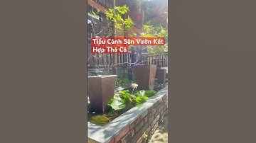 Tiểu cảnh sân vườn kết hợp thả cá.#nuoicacanhdongian #cacanh #aquarium #tieucanhsanvuon