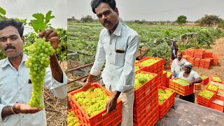 grapes forming in india