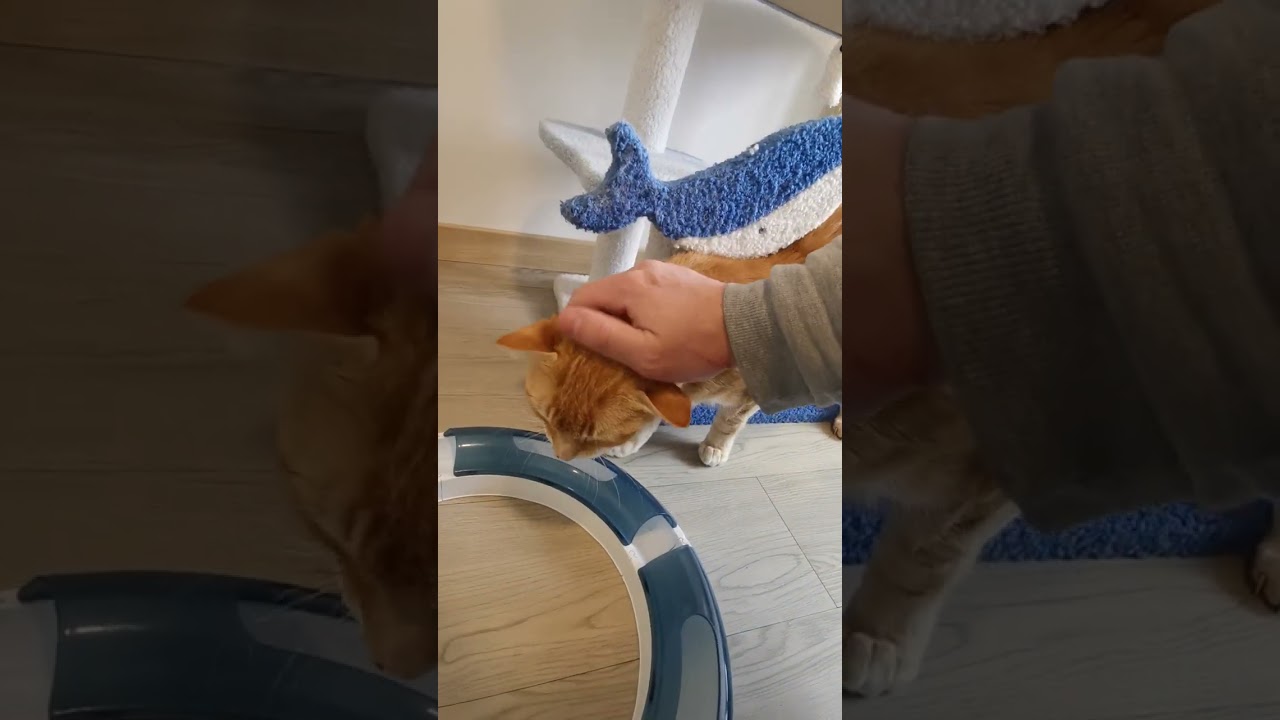 Chats en vacances - La vidéo du jour : 04/04/2026