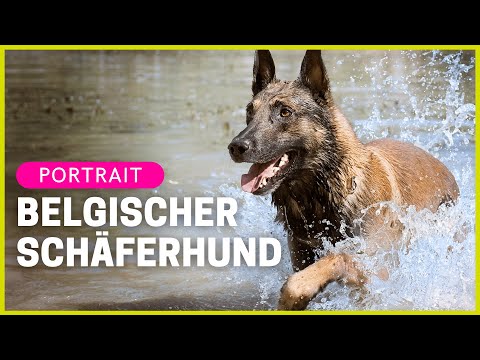 Video: Belgischer Schäferhund