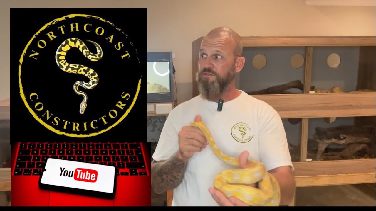 New Reticulated python and our first reptile expo! 🇿🇦 - YouTube