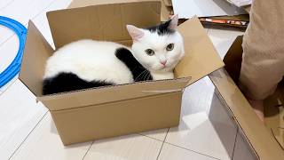 On the day we throw away cardboard boxes, cats suddenly refuse to
