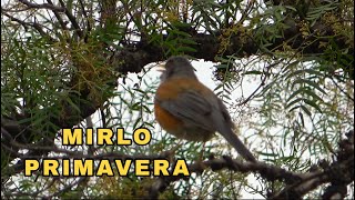 MIRLO PRIMAVERA (TURDUS MIGRATORIUS)