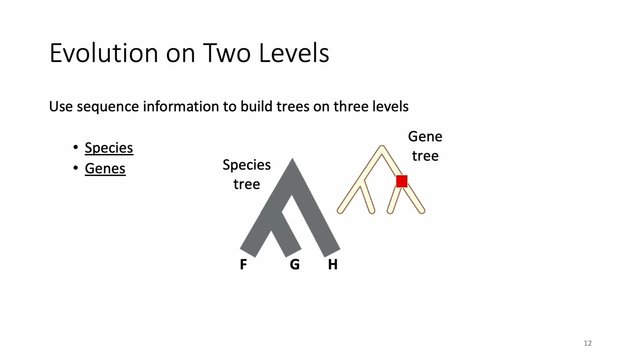 Gene duplication, exon duplication, and elaboration of splicing... - Maureen Stolzer - GLBIO2023