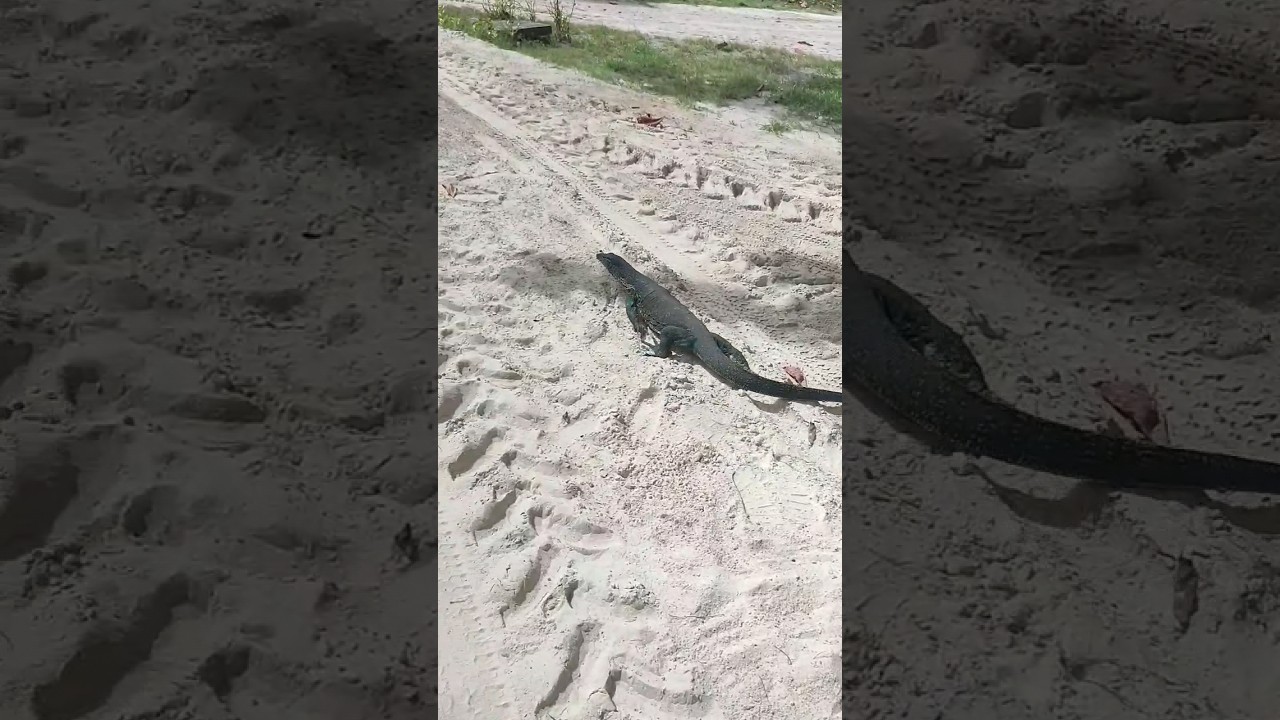 Огромный варан на пляже в Таиланде