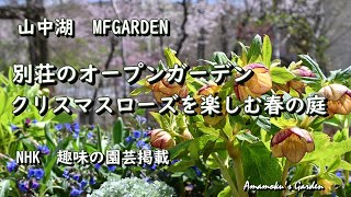 Open garden [Christmas rose spring garden] Lake Yamanaka MF GARDEN
