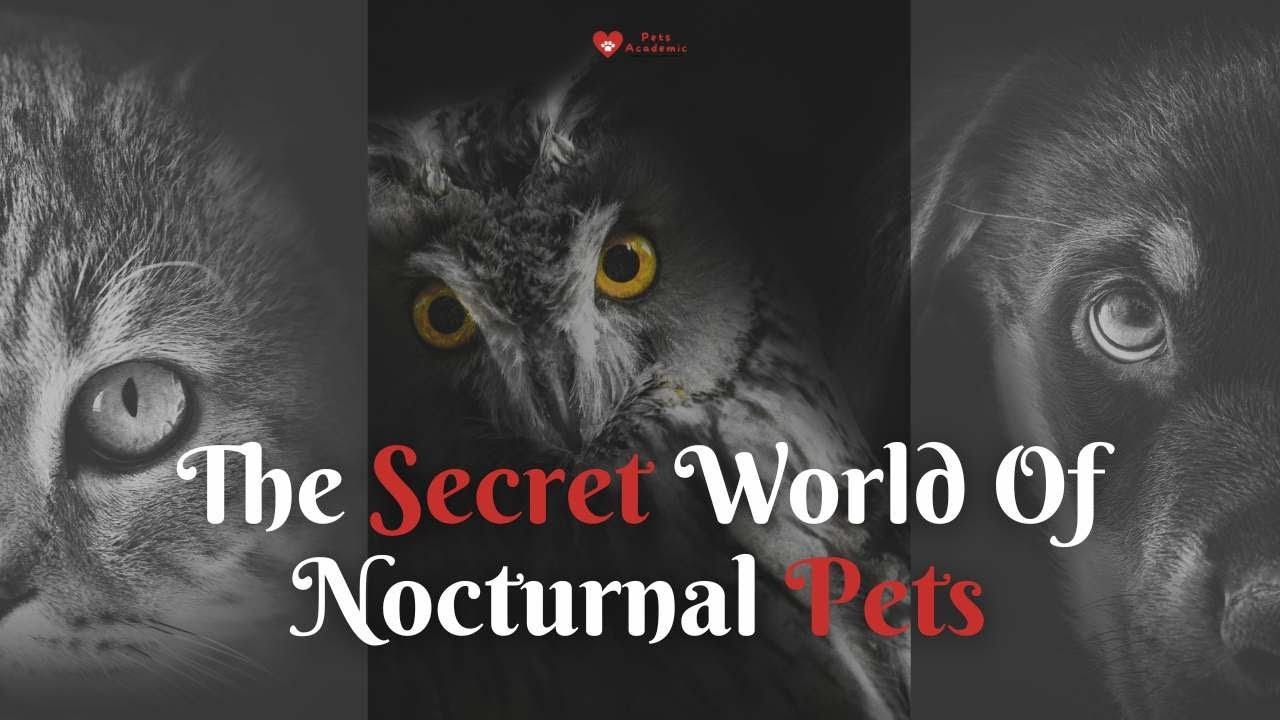 The Secret World Of Nocturnal Pets.
