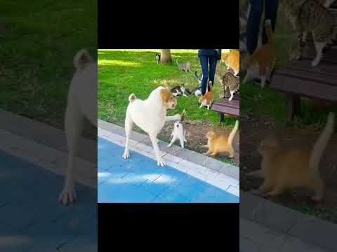 Video: Kass koer Kung-Fu: nad on lihtsalt lemmikloomad, nad on surmavad relvad