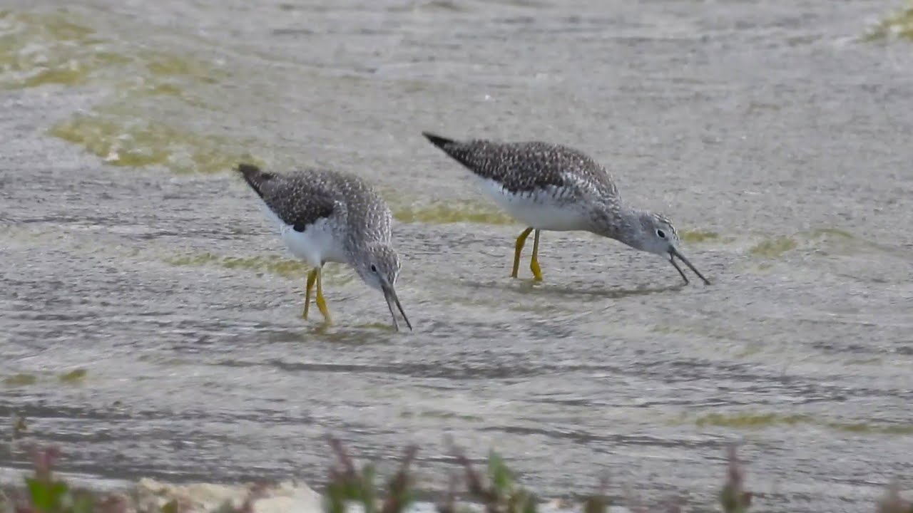 Greater Yellowlegs foraging on a windy day