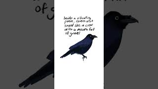 Raven vs. Crow π¦
- Discover the Surprising Differences! π #crows #corvids #ravens #crowbuddy
