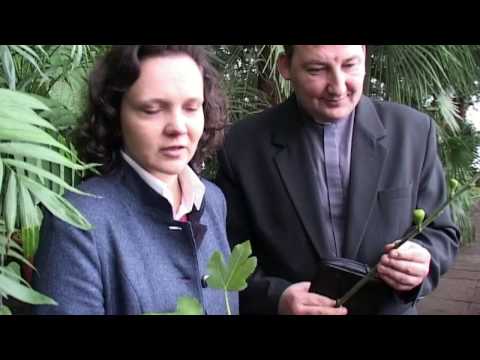 Video: Vīģes Koks (augs) - Vīģes Koka Derīgās īpašības Un Pielietojums. Kopējā Vīģes Koks