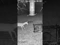 Peanut Heist Ends In Immediate Violence
