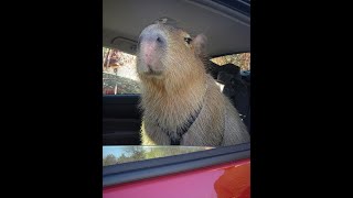 Capybaras Pull Up