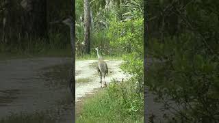 Adorable Sandhill Crane Colt at Corkscrew Swamp Sanctuary