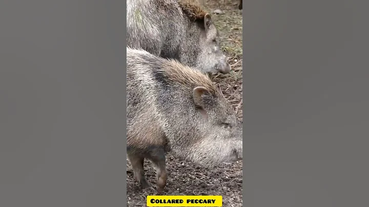 Have you ever heard the sounds a Collared Peccary makes? Check yourself!