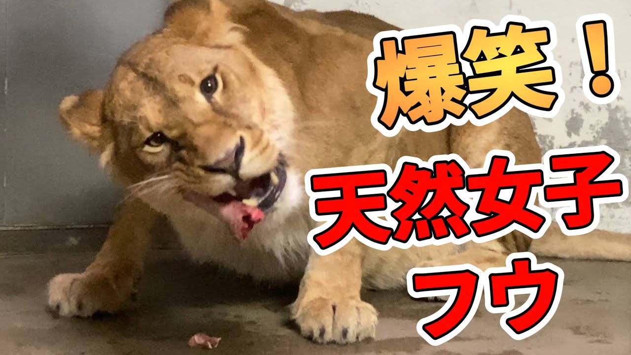 《釧路市動物園ライオン》まさかのフウ行動に爆笑！肉？それとも仲間？どっちも大事なフウが取った行動とは？。オリトファミリー娘フウvol652