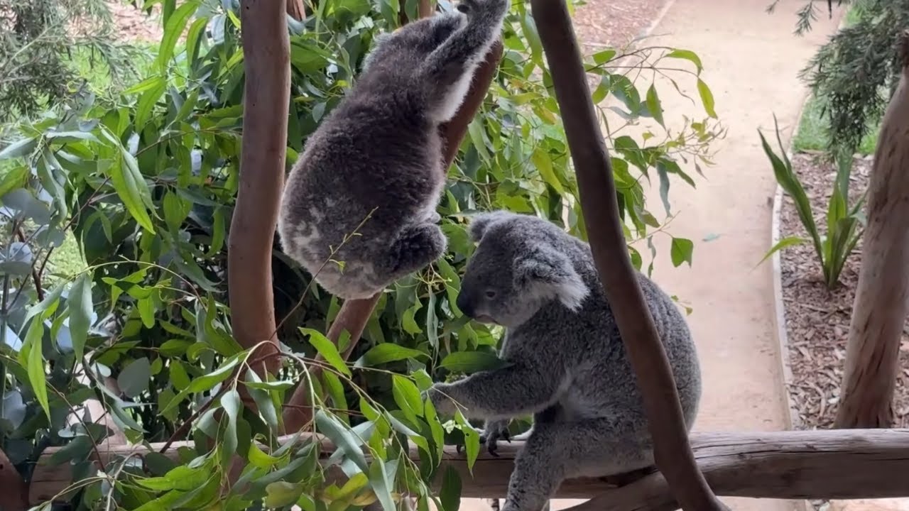 Fluffy Koalas Enjoying Their Meal 🐨🌿 | Cutest Animals in Australia