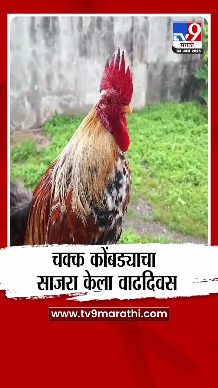 Jalgaon मध्ये चक्क कोंबड्याचा साजरा केला वाढदिवस | tv9 Marathi