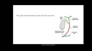 Bile synthesis 