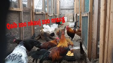 Mus pub qaib thiab saib qaib xwb