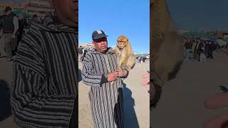 Animal Abuse In Jemaa El-Fnaa In Marrakesh, Morocco