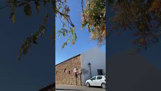 Iconic place Bar Anita Still the same with good prices #ibiza2023 #baranita #cananneta #ibiza