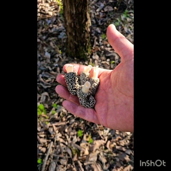 finding Morel Mushrooms! early season Grey's in Oklahoma. Morels 