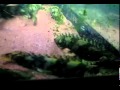 ENDLICHERI  ENDLICHERI 6.avi