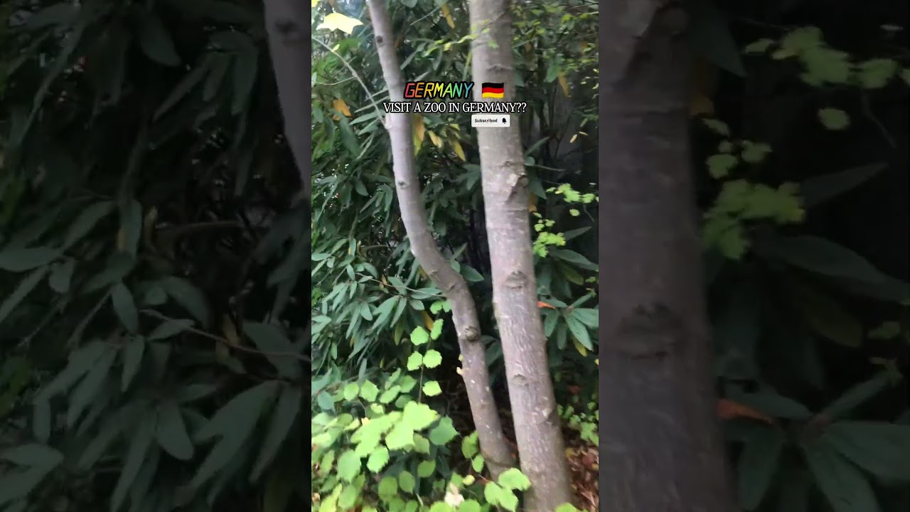 Visit a Zoo in Germany 🇩🇪