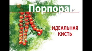 Черри томат ПОРПОРА F1 в МETRO