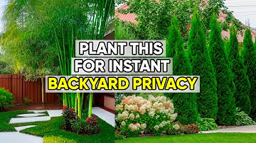 Want Privacy? Plant These 5 Trees in Your Yard!