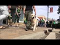 Amazing obedience from an 18 month old dog! Before and After Video of Training. Amazing obedience from an 18 month old dog! Before and After Video of Training.