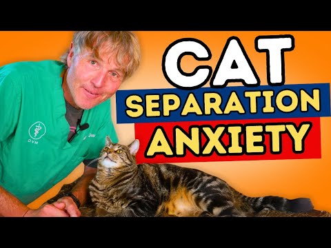 Do Cats Have Separation Anxiety? Uncover the Truth