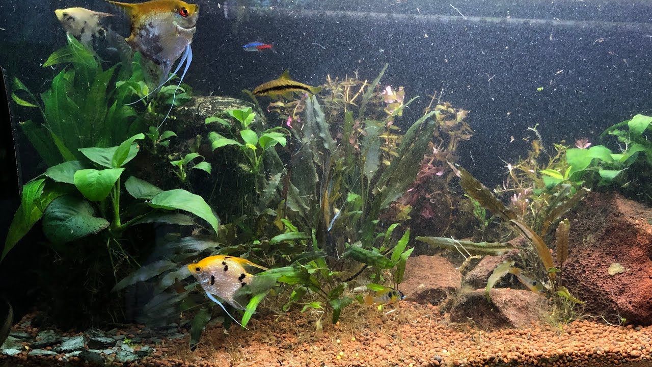 Čtvrt roku bez údržby - jde to? / KonAkva #100