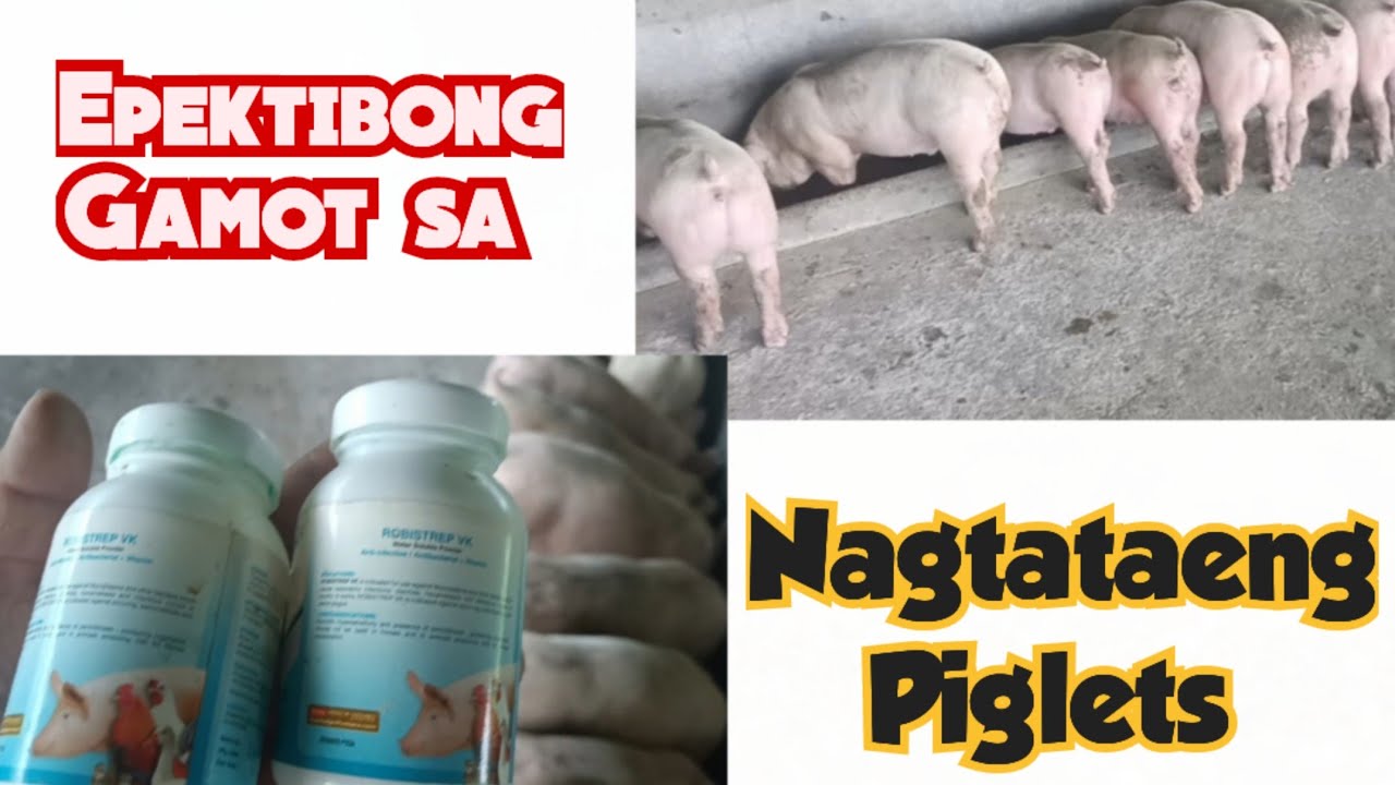 Effective medicine for scoury Piglets by Sulit Mix Tv - YouTube