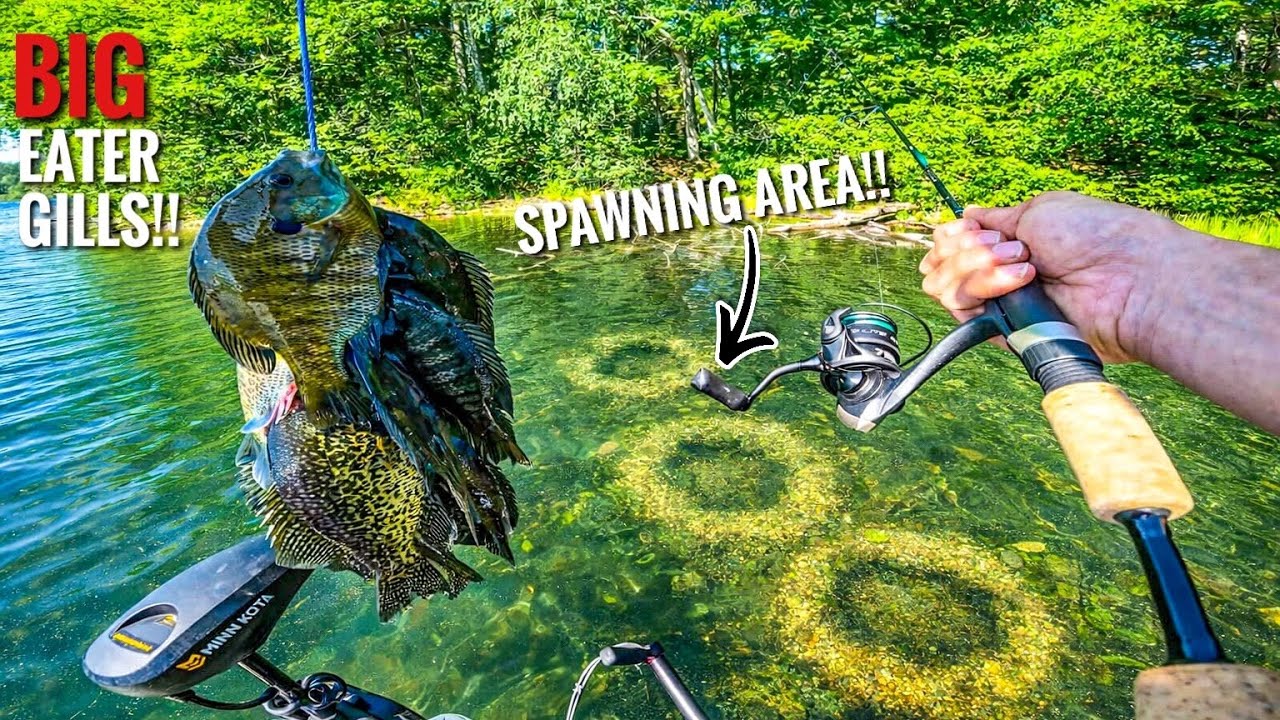 Fishing for BIG Spawning Bluegills on a NEW Lake in Northern Wisconsin-Clear Water (6-13-2026)