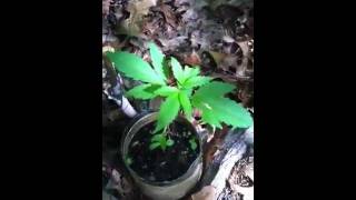 Marijuana Plants 3 Weeks Old