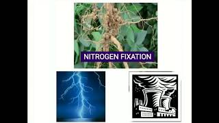 Nitrogen Fixation