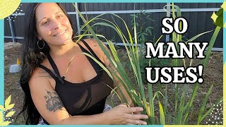 Grow Lemongrass at Home | Benefits, Propagation, Uses & More! 🌱