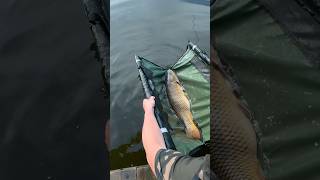 Угадаешь вес? Пиши в комментарии#fishing#carpfishing#carp#catchandrelease#рыбалка#bigcarp#сазан#рыба