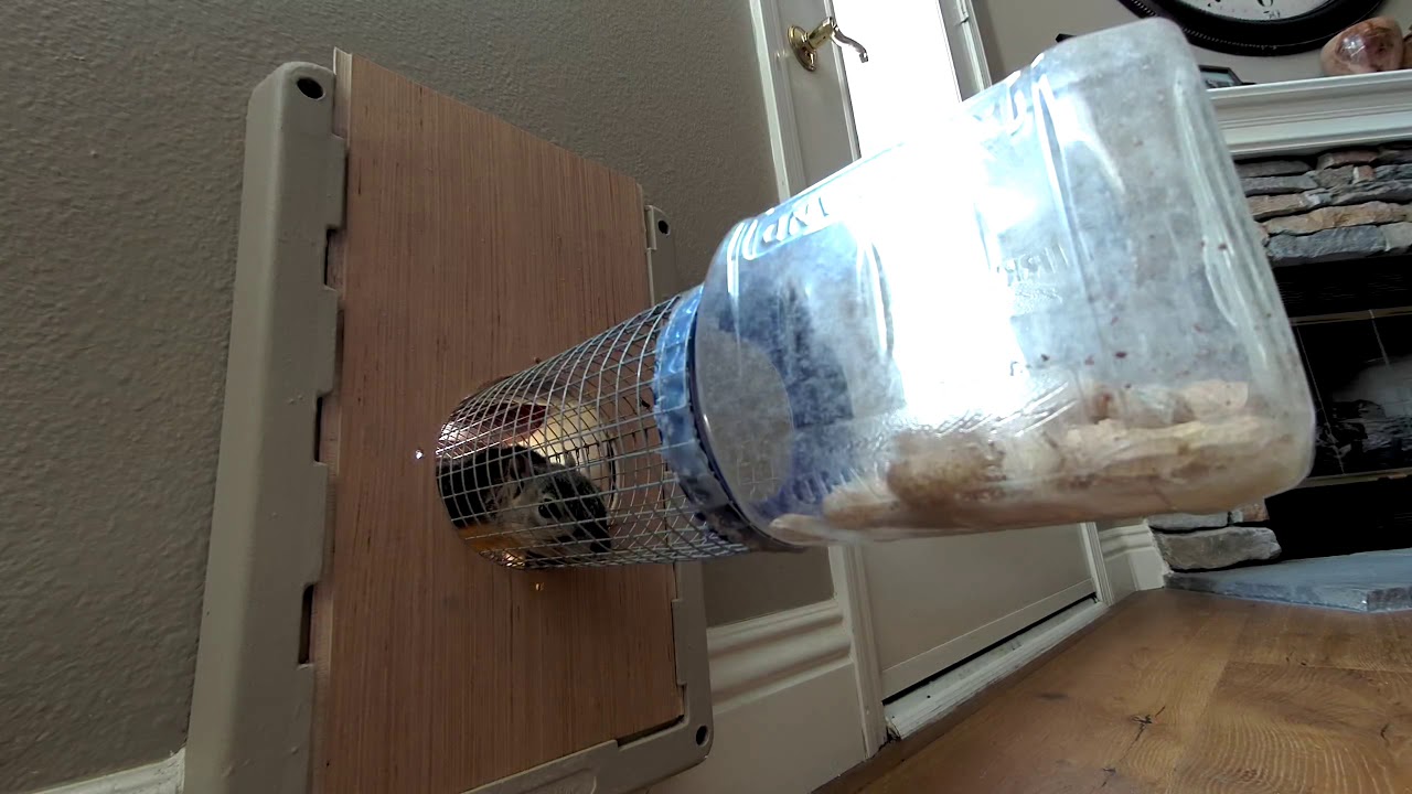 The Squirrel Door YouTube