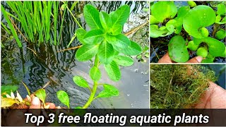 Top 3 free floating aquatic plants / Don't buy floating aquarium plants just free collection in wild