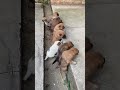 Cute Puppies Vs. The Big Step! 🐾😂 #shorts