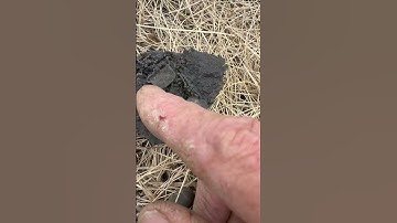 Minelab Manticore Jewelry #shorts #minelabmanticore #metaldetecting #jewelry