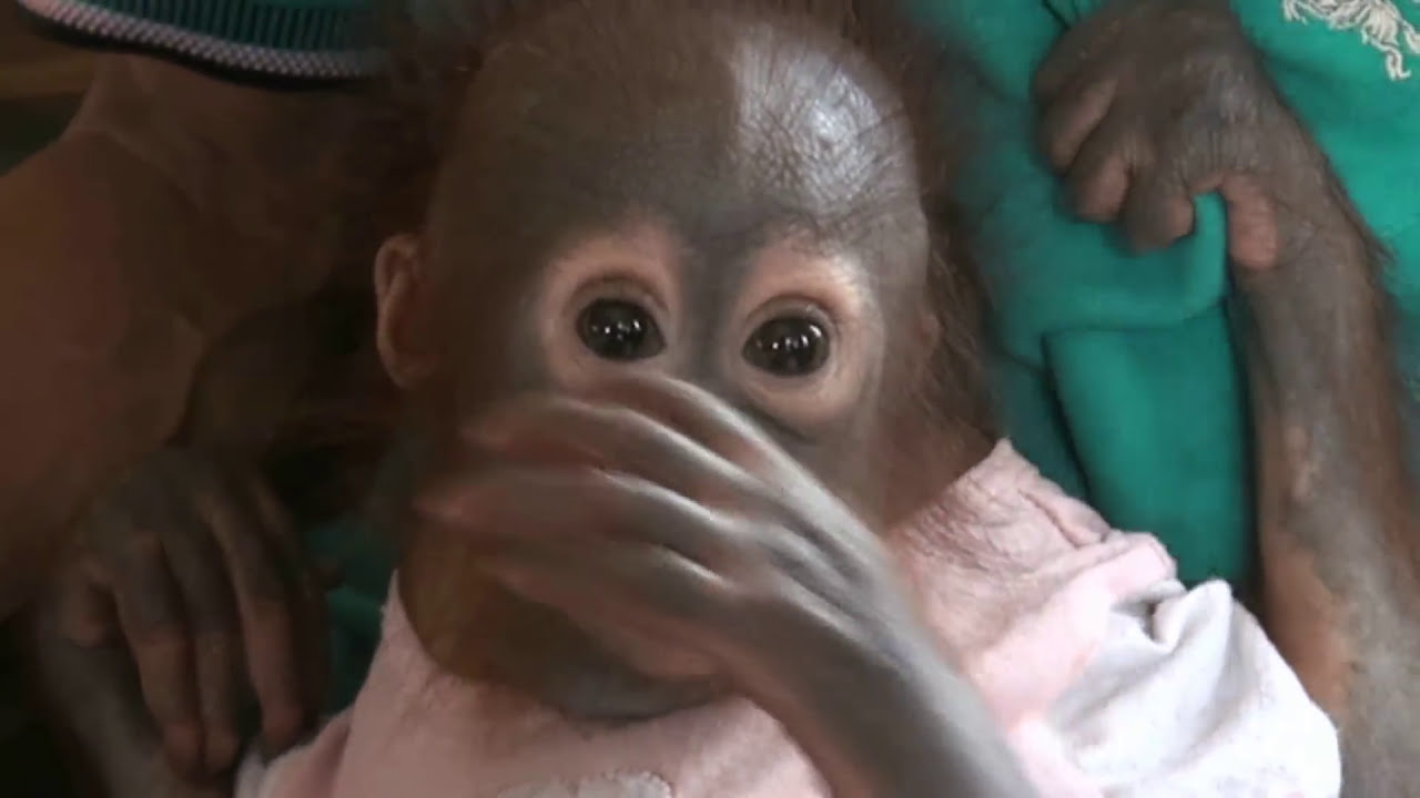 Bayi Orangutan Unyuk Yang Lucu Youtube Bayi Orangutan Unyuk Yang Lucu Youtube