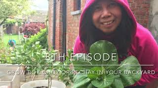 How To Grow Pechaybok Choy In Your Backyard. From Seeds To Harvest And To Table.