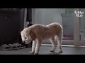 Dog Sleeps While Standing For A Heartbreaking Reason | Kritter Klub