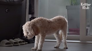 Dog Sleeps While Standing For A Heartbreaking Reason | Kritter Klub