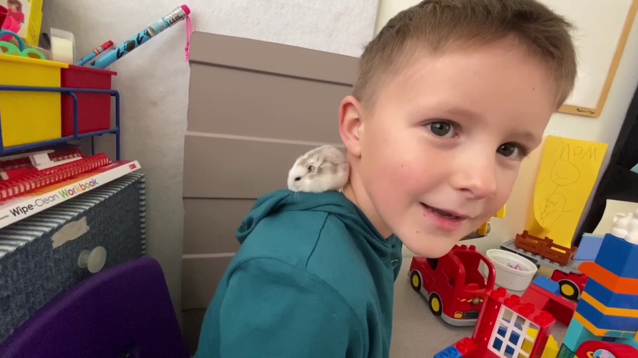 PlayTime with Noah Dwarf Hamsters play with Toys